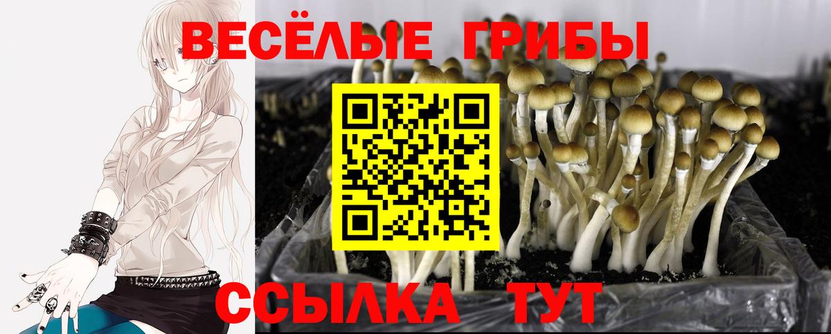 Галлюциногенные грибы Cubensis Ярославль